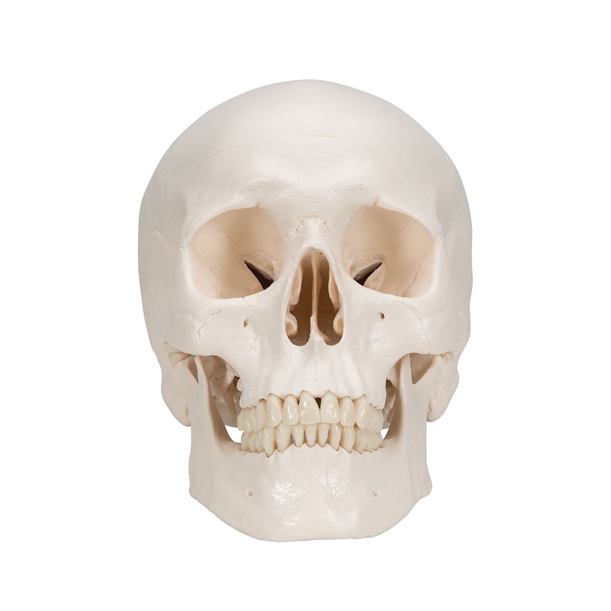 Crâne classique A20 à 89,50 € dans Crâne anatomique