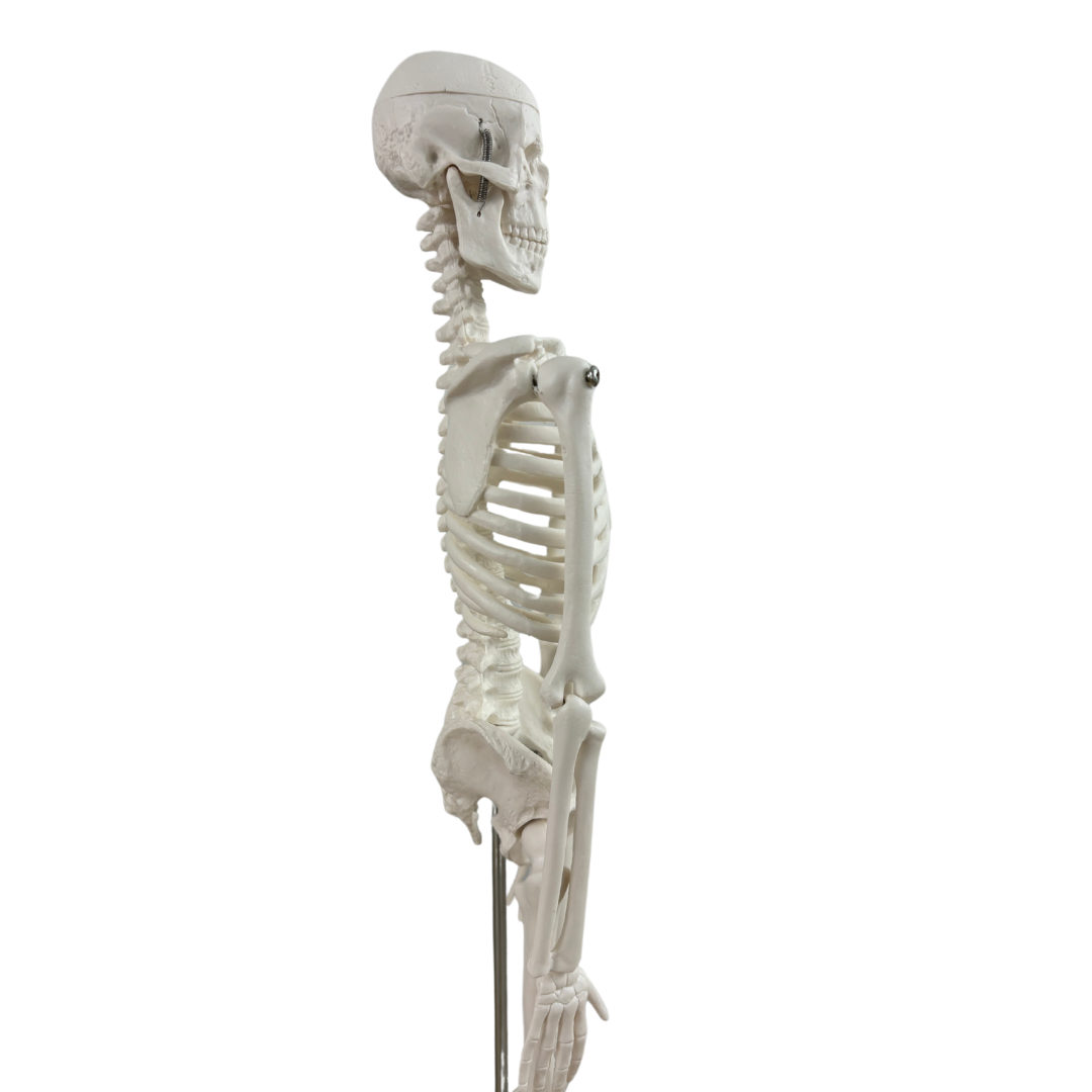 Squelette anatomique humain taille réelle 170cm Destockage Grossiste