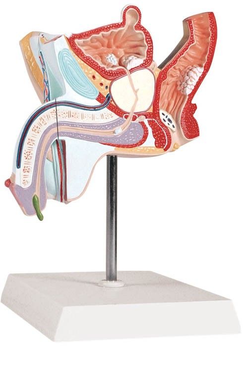 Modèle pathologique système urogénital masculin Erler Zimmer à 40,80 Modèle pathologique système urogénital masculin Erler Zimmer à 40,80