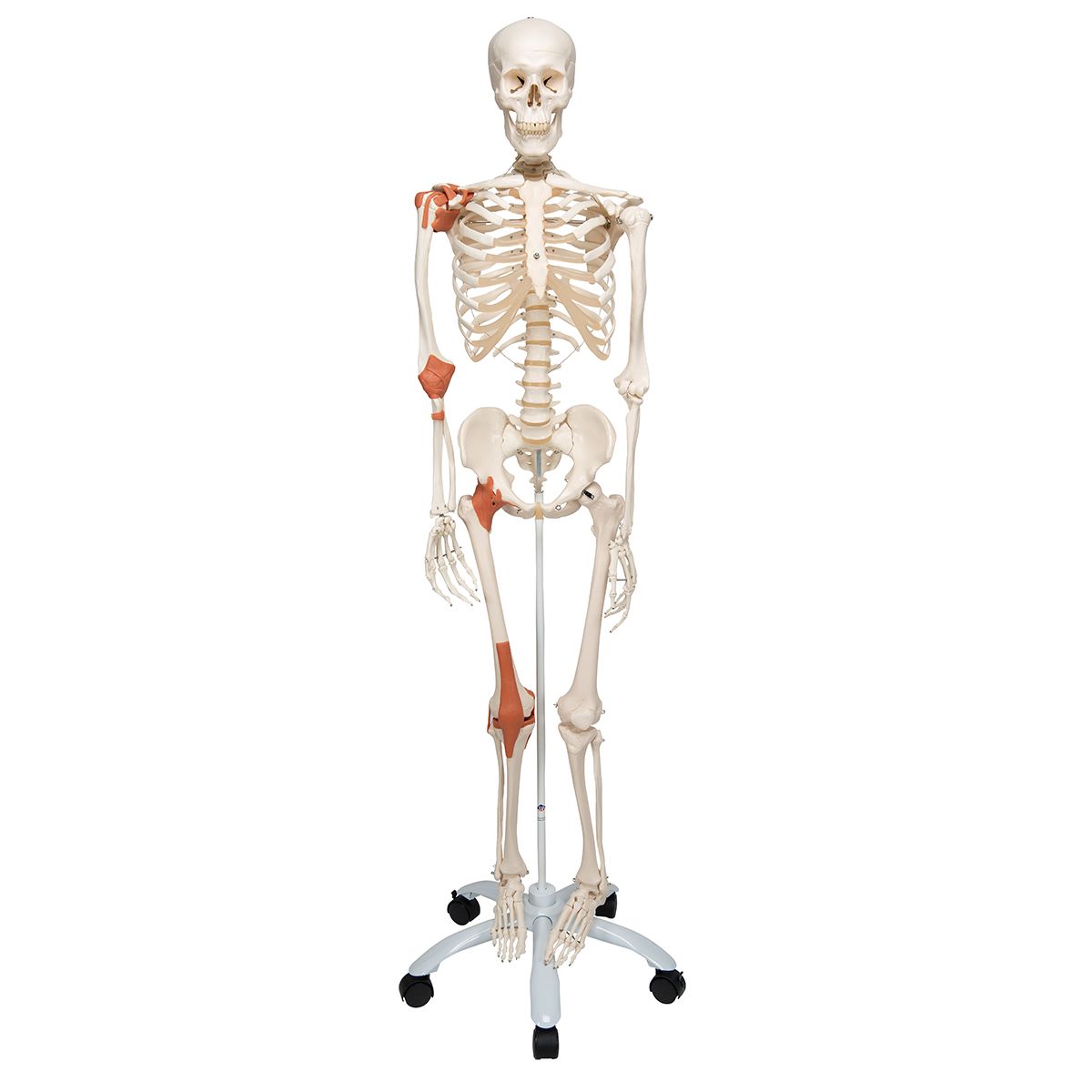 Générique Modèle de Squelette Humain Grandeur Nature pour l'anatomie 180 cm  Modèle de Squelette Humain médical avec Ligament avec système nerveux avec