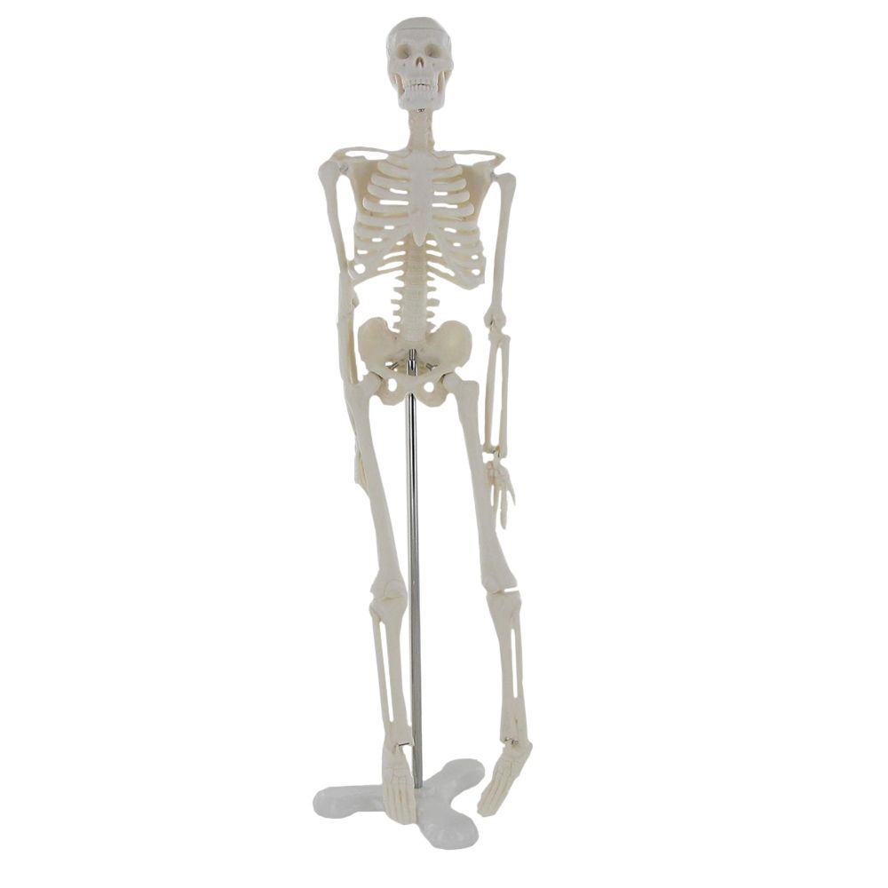 Physa Mini Maquette Squelette Humain Modèle Anatomique Avec Hernie En  Plastique PHY-SK-5 (85 cm, Cartilage Vert, Colonne Détaillée, PVC)