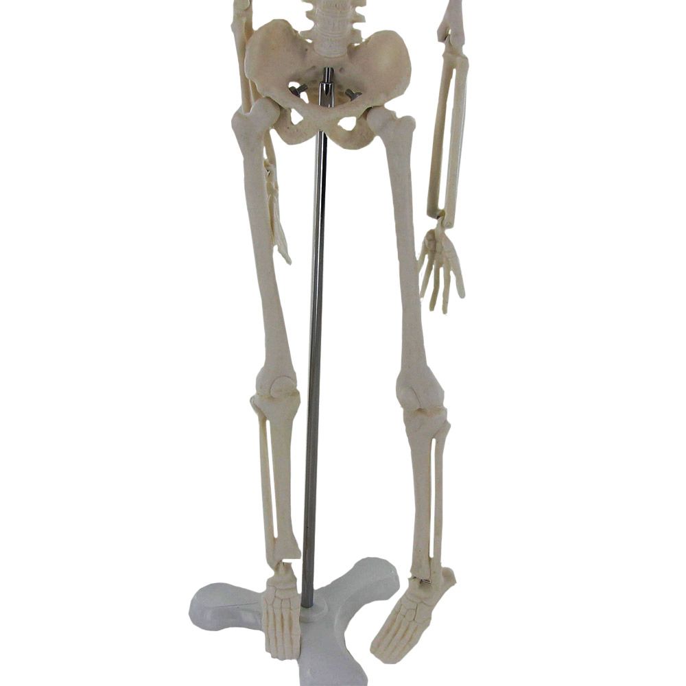 Petit Squelette Articulé