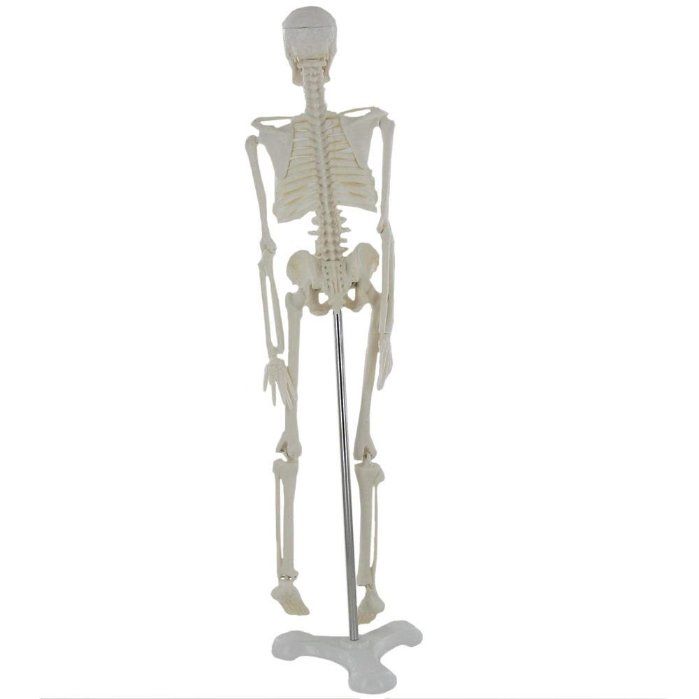 Dr. No Squelette miniature
