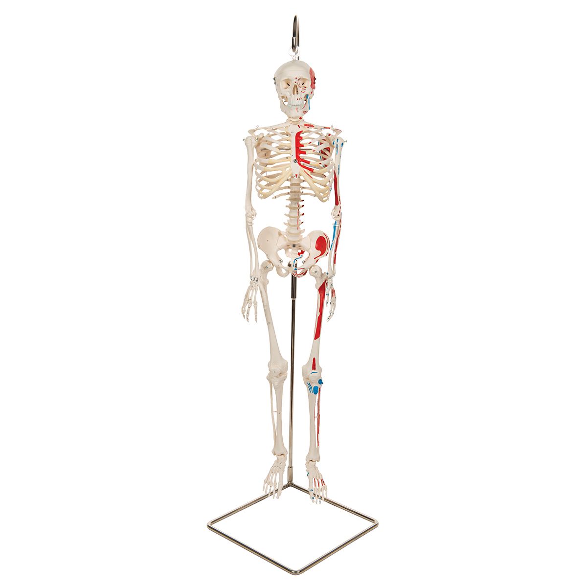Squelette humain miniature Shorty sur socle
