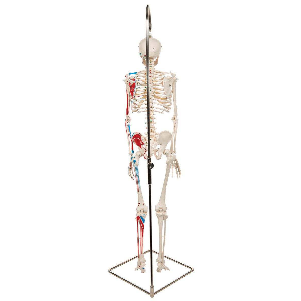 Mini-squelette Shorty avec muscles peints dans Squelette anatomique