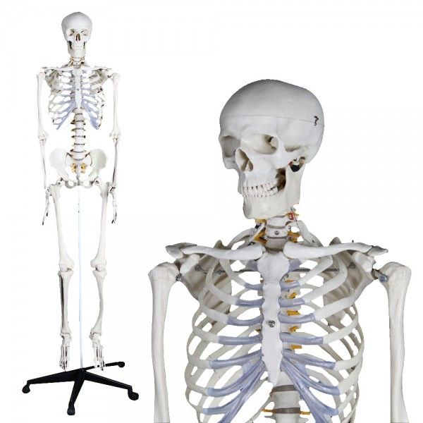 modele anatomique et corps squelette humain 3d - Modchip Maroc