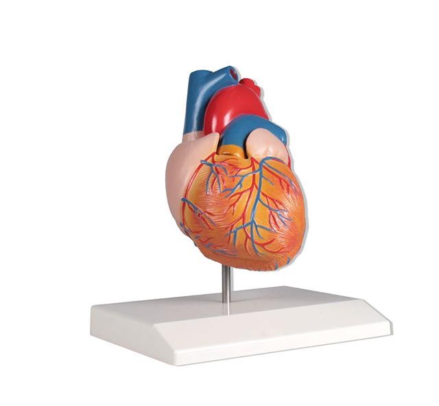 Modèle anatomique du cœur humain grande taille - Jeulin