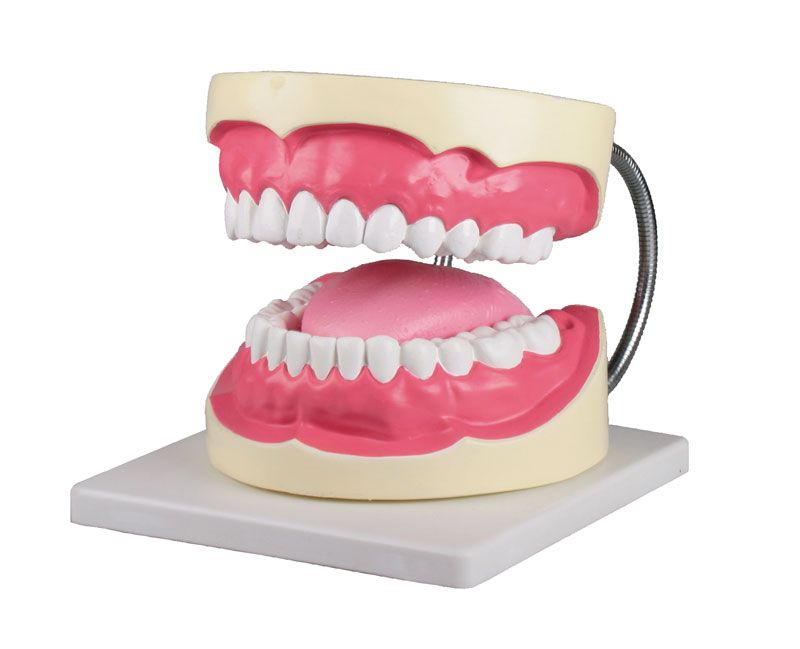 Modèles d'étude et modèles dentaires