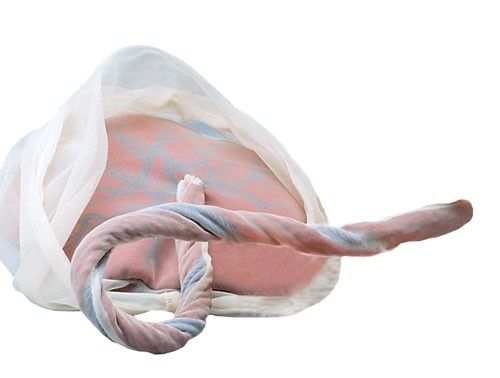 Modèle de placenta et cordon ombilical R10071 Erler Zimmer à 292,00 €