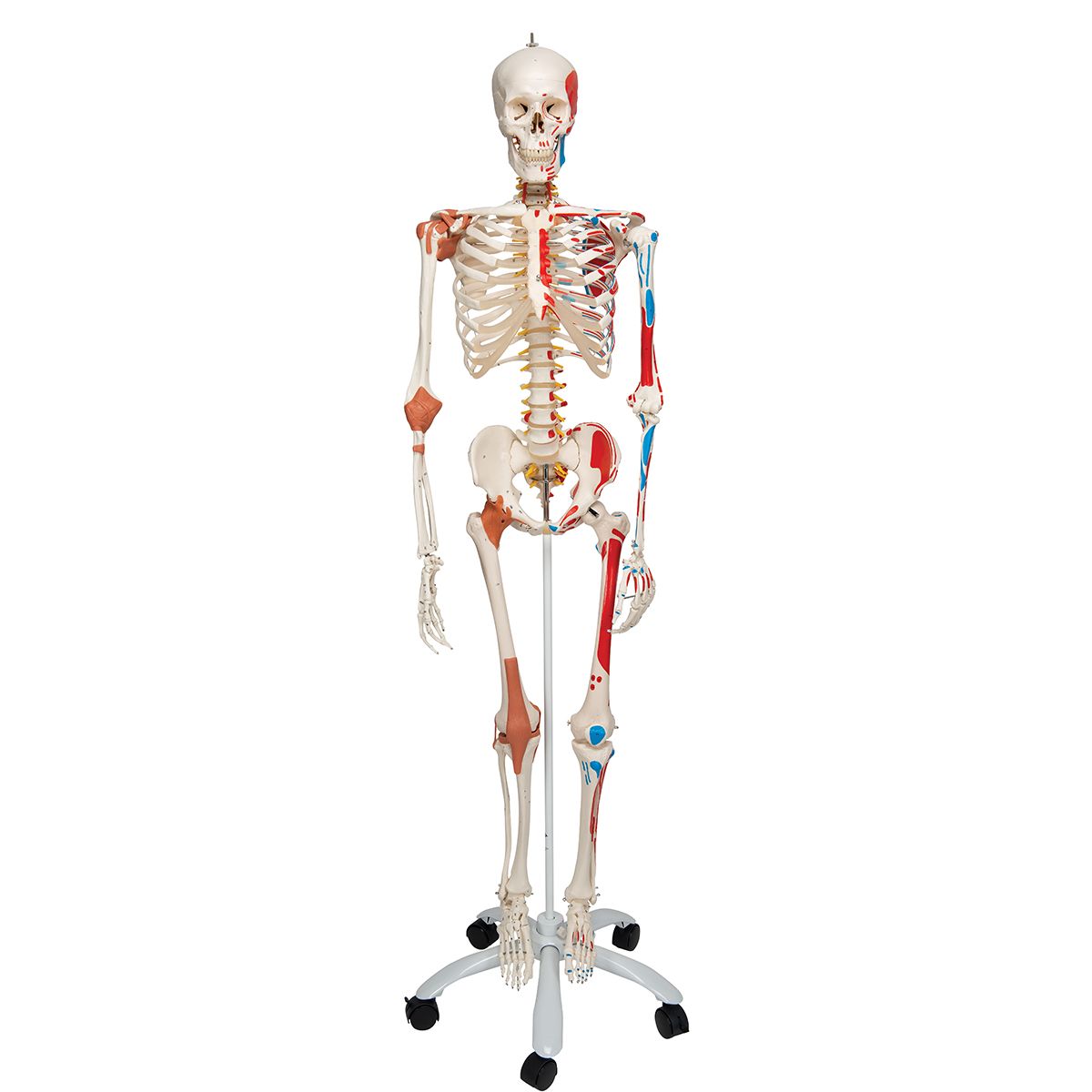 Mini squelette humain médical pour anatomie, modèle de squelette humain  complet de 17.72 pouces avec bras et jambes mobiles avec Base - AliExpress
