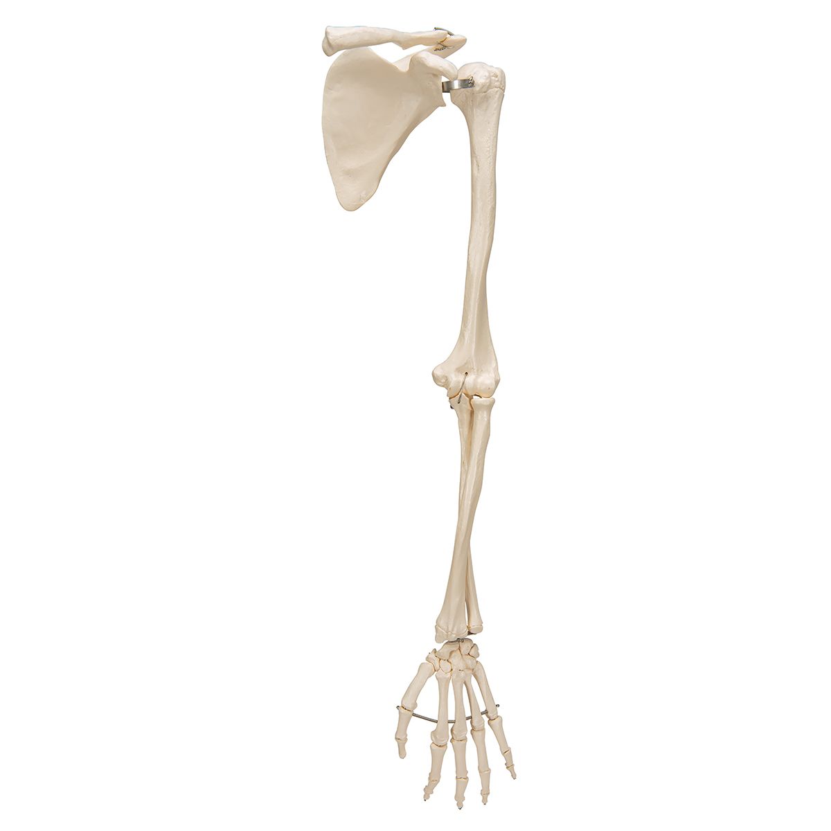 Squelette Du Membre Sup rieur Avec Scapula Et Clavicule 3B Scientific