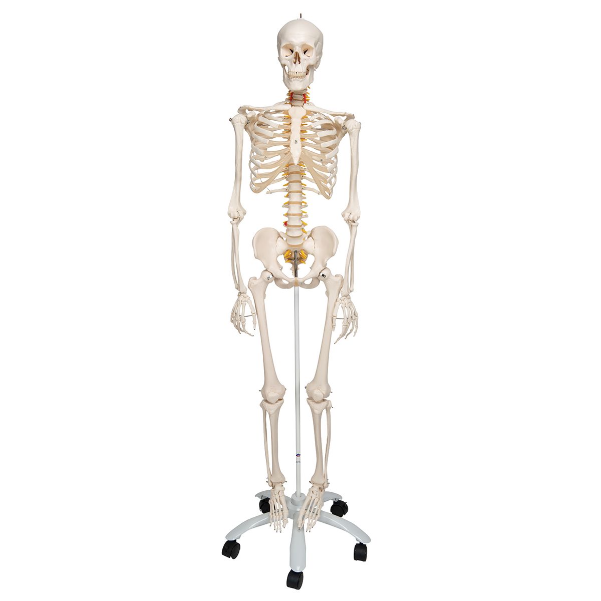 Squelette Articulé Pour Poupées/peluches - Cadre Mobile DIY, Joints Réglables, 28.5 Cm
