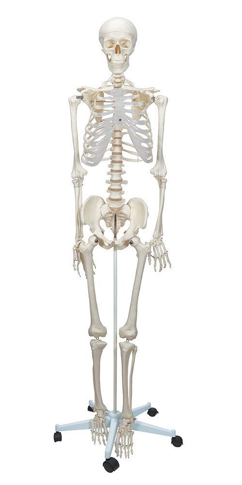 Modèle de squelette humain