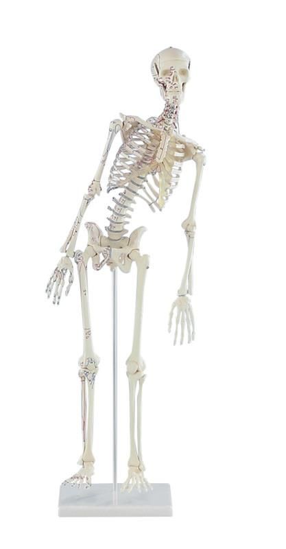 Squelette articulé 85 cm - Ets. Frederix