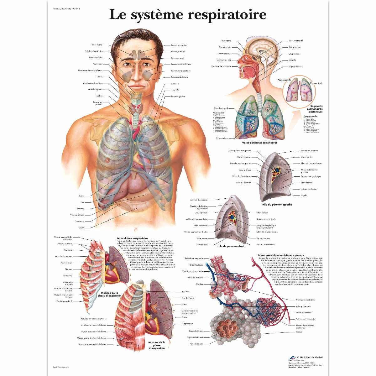 Anatomie et physiologie de l'appareil respiratoire - ScienceDirect