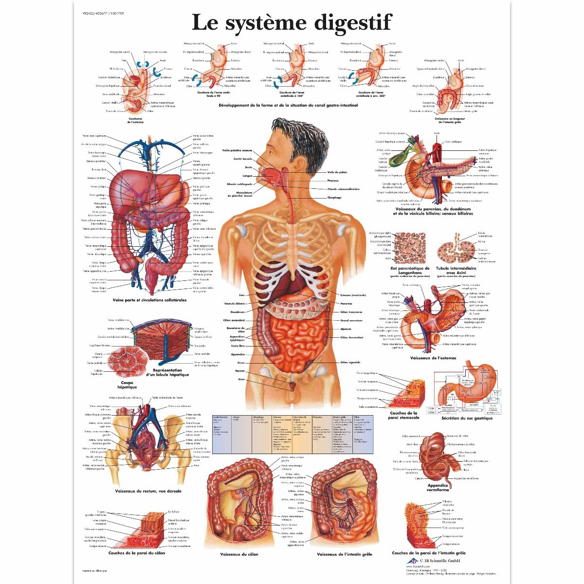 Poster Anatomique Du Syst me Digestif VR2422L 21 90