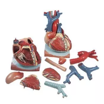 Dr. No Modèle anatomique du coeur