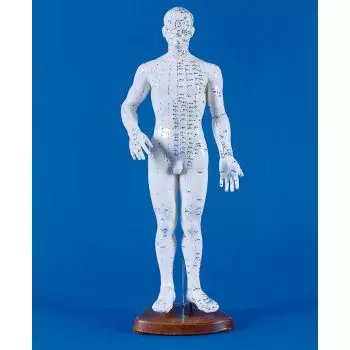 Modèle masculin d'acupuncture 2046 Erler Zimmer