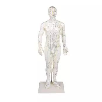 Modèle masculin d'acupuncture 2046 Erler Zimmer