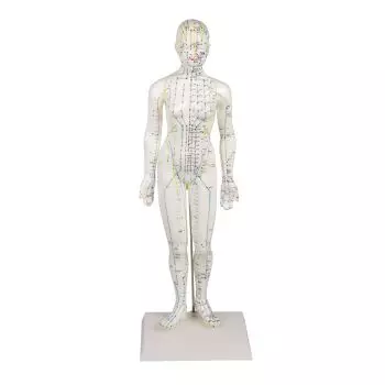 Modèle féminin d'acupuncture 2048 Erler Zimmer