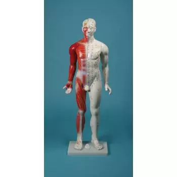 Modèle masculin d'acupuncture 80 cm 2050 Erler Zimmer