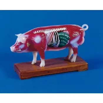 Modèle d'acupuncture chinoise sur cochon 2054 Erler Zimmer