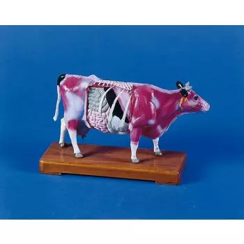 Modèle d'acupuncture chinoise sur vache 2056 Erler Zimmer