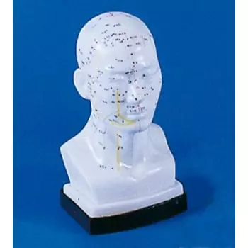 Modèle d'acupuncture de la tête 2070 Erler Zimmer