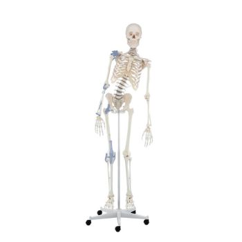Squelette „Toni“ avec colonne vertébrale flexible et ligaments visibles - sur roulettes - 3013 Erler Zimmer