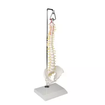 Colonne vertébrale miniature suspendue avec bassin 4002 Erler Zimmer