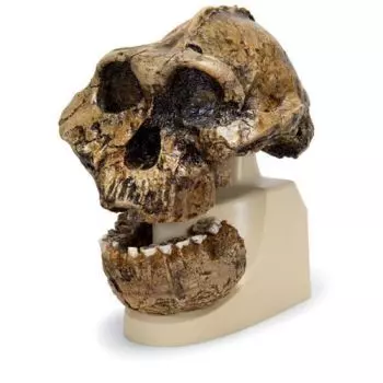 Australopithecus boisei  - KNM-ER 406, Omo L. 7a-125 VP755/1