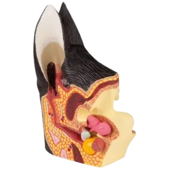 Modèle anatomique de l'oreille canine
