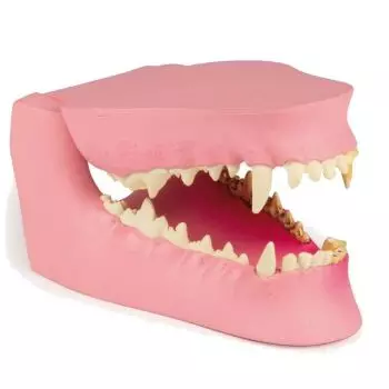 Mâchoire canine saine/malade Erler Zimmer