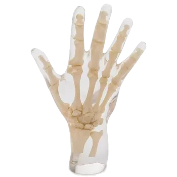 Fantôme radiographique de la main Erler Zimmer transparent