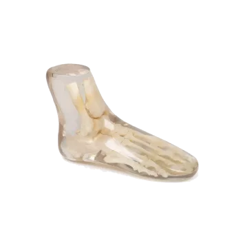 Fantôme radiographique du pied Erler Zimmer transparent