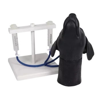 Modèle de tête canine Erler Zimmer pour entraînement à la ponction veineuse jugulaire