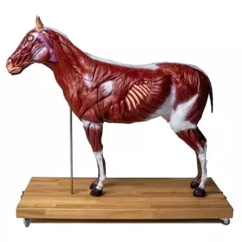 Modèle de cheval 1/3 grandeur nature Erler Zimmer