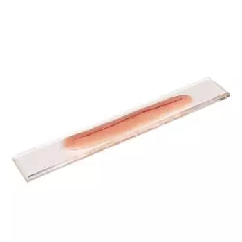 Modèle de plaie chirurgicale non suturée Erler Zimmer