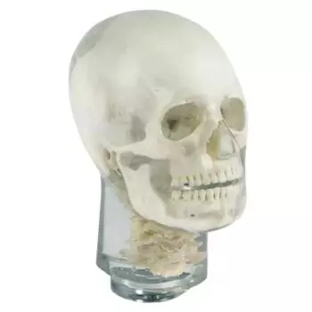 Fantôme radiographique de tête avec vertèbres cervicales Erler Zimmer