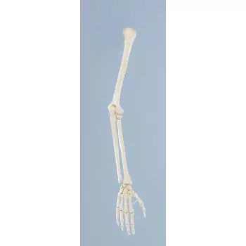 Modèle de squelette du bras 6012 Erler Zimmer 