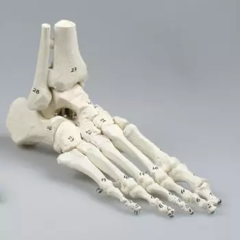 Modèle de squelette du pied avec début de tibia et péroné, numéroté 6054 Erler Zimmer