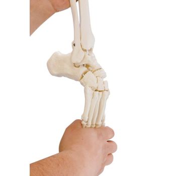 Modèle de squelette du pied avec début de tibia et péroné, souple 6056 Erler Zimmer