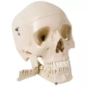 Maquette anatomique du crâne humain - blanche