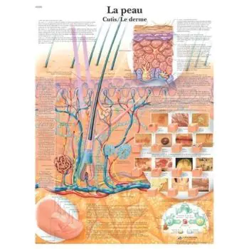 Planche anatomique de la peau VR2283L