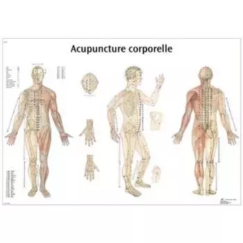 Planche anatomique d'acupuncture corporelle VR2820L