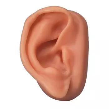 Modèle d'acupuncture de l’oreille 3bs Scientific N15/1