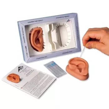 2 modèles d'oreilles pour acupuncture N15 3B Scientific