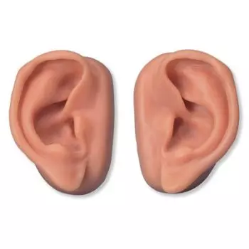  Kit de 10 paires d'oreilles pour l'acupuncture N16 3B Scientific