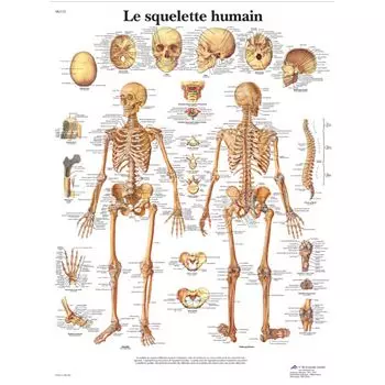 Anatomie Squelette et Muscles du Corps Humain - Schéma Simple  Anatomie  squelette, Os du corps humain, Squelette corps humain