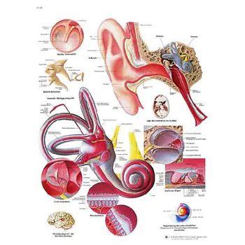 Planche anatomique L'oreille humaine VR2243UU